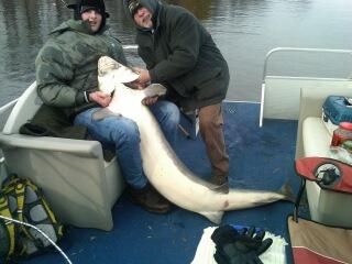 138lb. Sturgeon