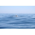 Sailfish