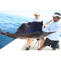 Sailfish