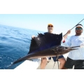 Sailfish