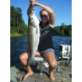 Striper