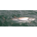 Tarpon