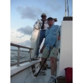 Tarpon