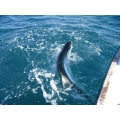 Tarpon