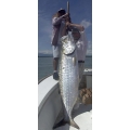 Tarpon