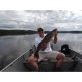 Walleye