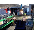 Walleye